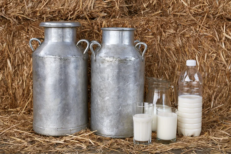 Two weathered aluminum milk churns standing on loose straw with glass and plastic milk containers nearby