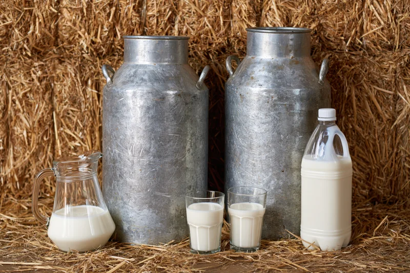 Two weathered aluminum milk churns standing on loose straw with glass and plastic milk containers nearby