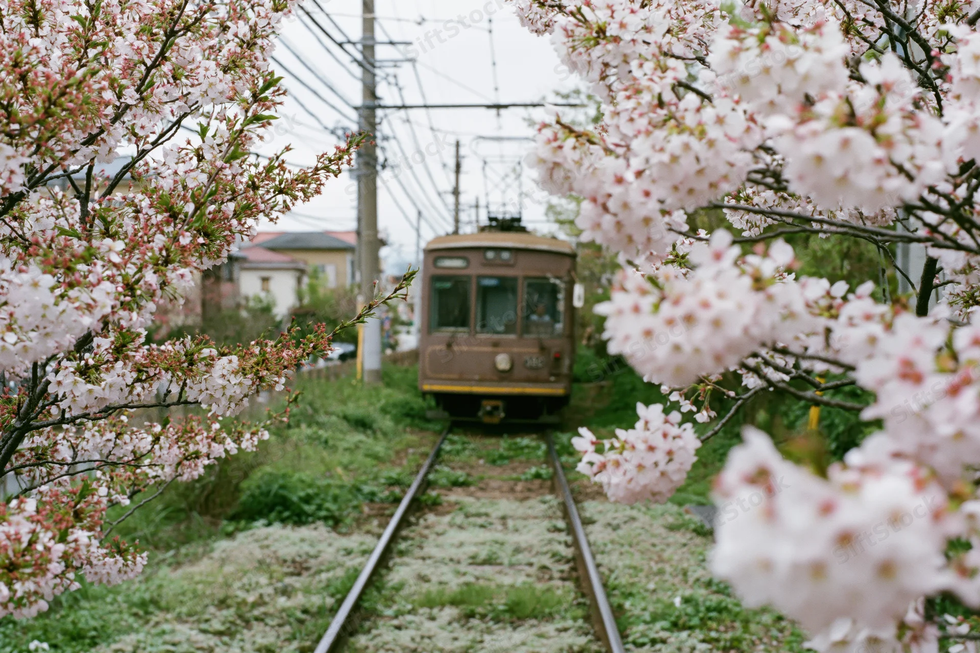Vintage tram approaching on single track framed by cherry blossoms in spring