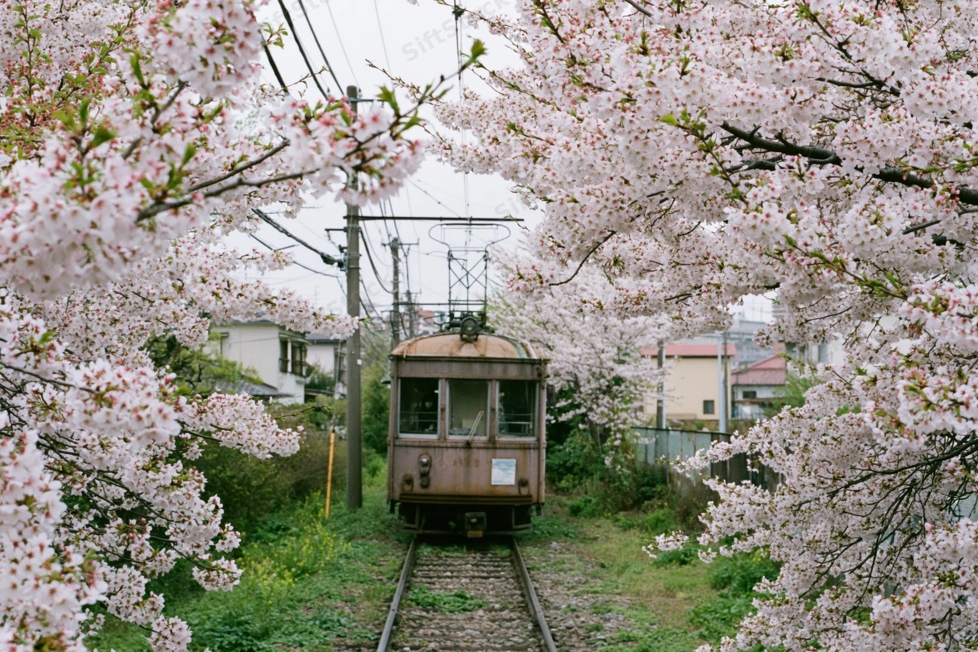 Vintage tram approaching on single track framed by cherry blossom trees in spring