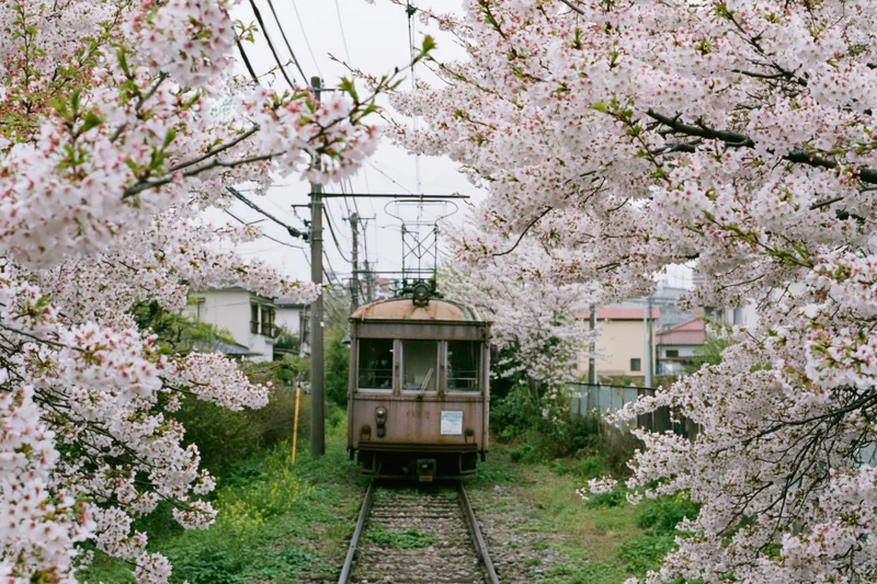 Vintage tram approaching on single track framed by cherry blossom trees in spring