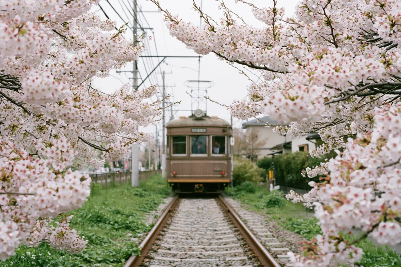 Vintage Japanese tram on a track framed by cherry blossoms