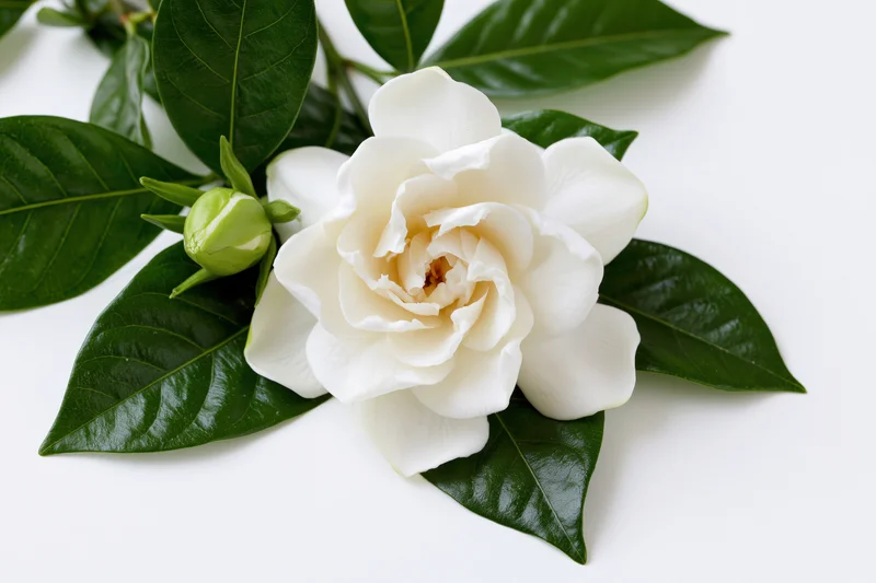 White gardenia flower in full bloom with a smaller bud and green leaves on a plain white background