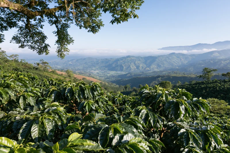 Coffee plantation stretching across rolling hills under a clear sky in colombia