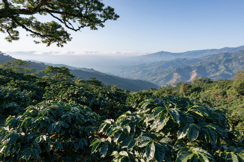 Coffee plants growing on rolling hills in a colombian plantation landscape