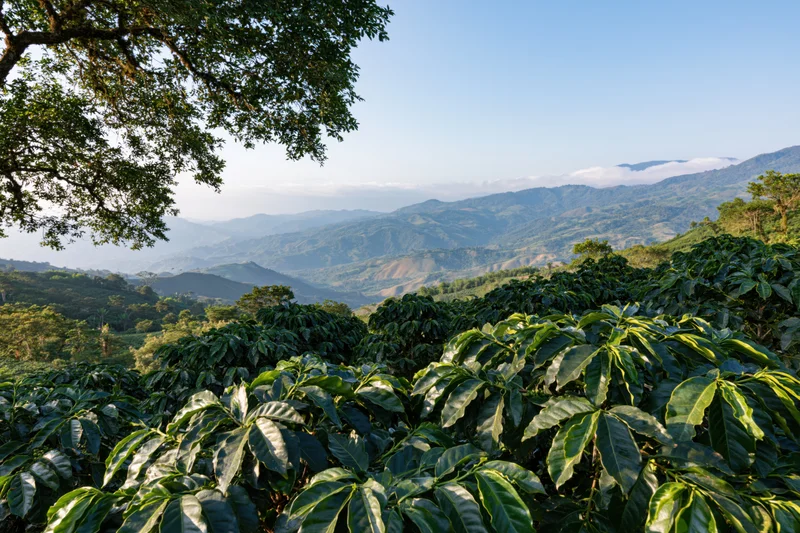 Coffee plants growing in rows across a hilly landscape in colombia under morning light