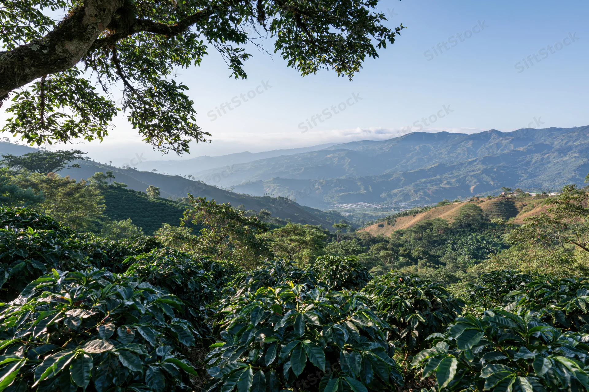 Coffee plants growing on rolling hills in a colombian plantation landscape
