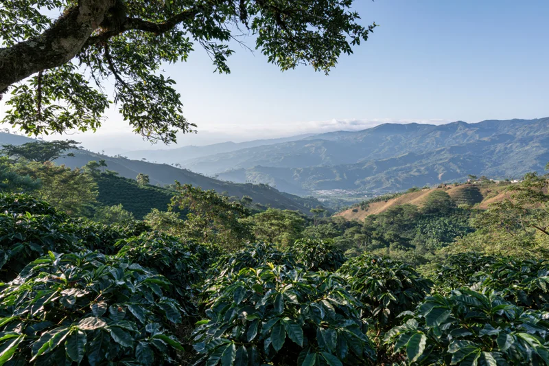 Coffee plants growing on rolling hills in a colombian plantation landscape