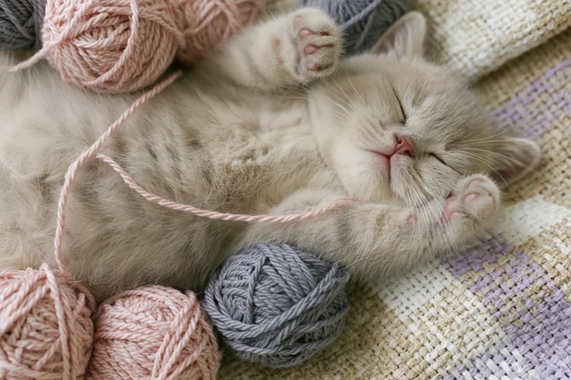 Young british shorthair kitten sleeping on its back surrounded by yarn balls on a woven blanket