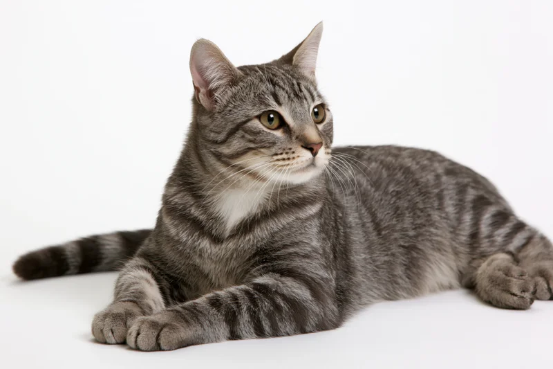 Young grey tabby cat lying down with paws extended forward on white background