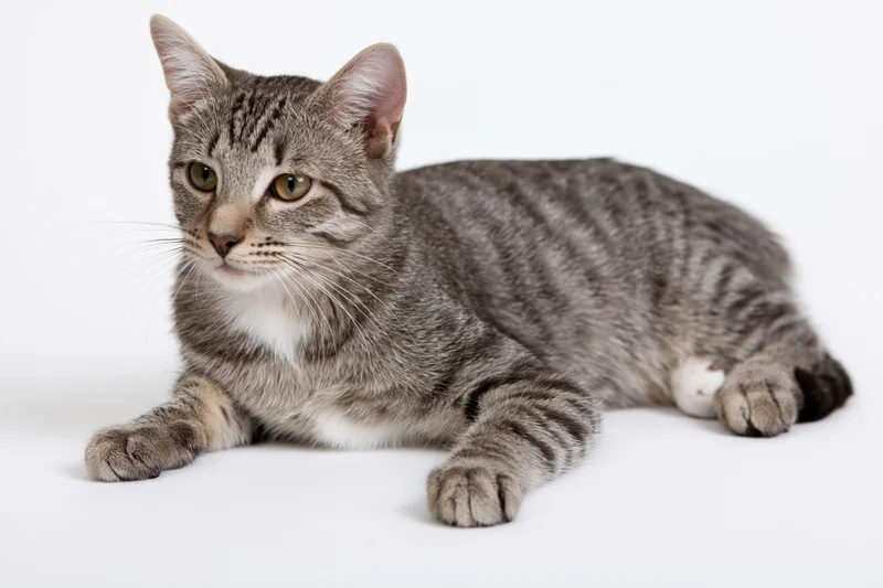 Young grey tabby cat lying down with paws extended forward on white background