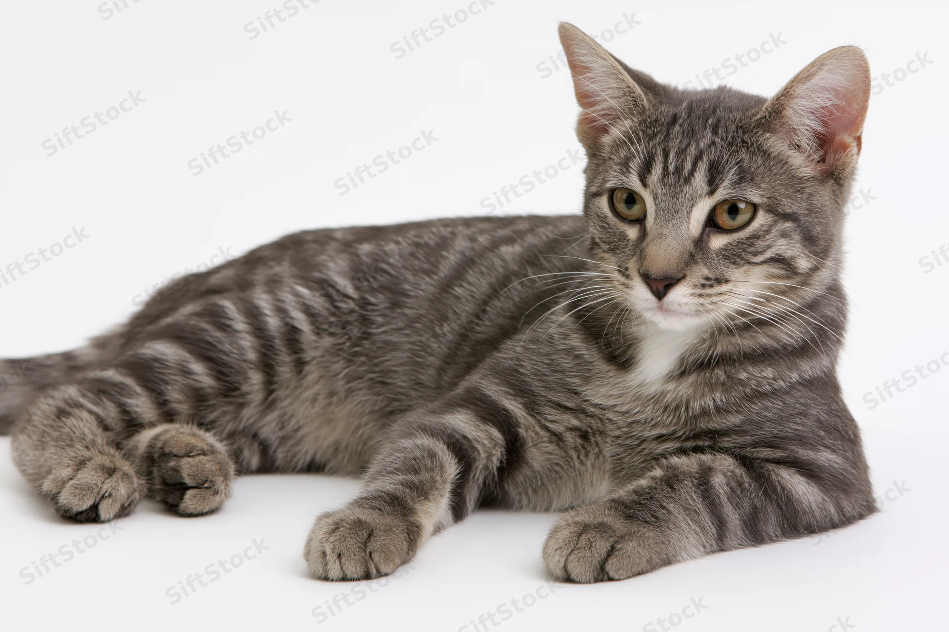 Young grey tabby cat lying down with paws extended forward on white background