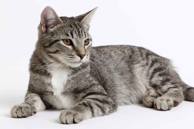 Young grey tabby cat lying down with paws extended forward on white background