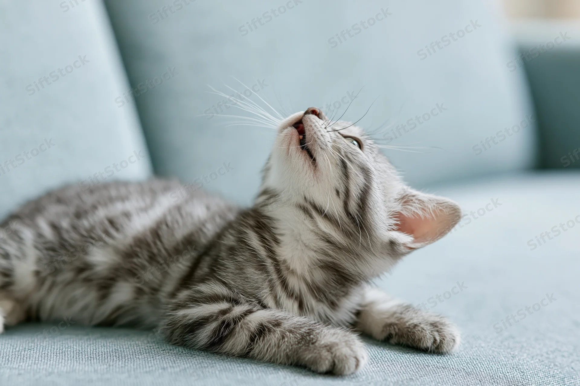 Young grey tabby kitten lying on light blue fabric sofa stretching and yawning