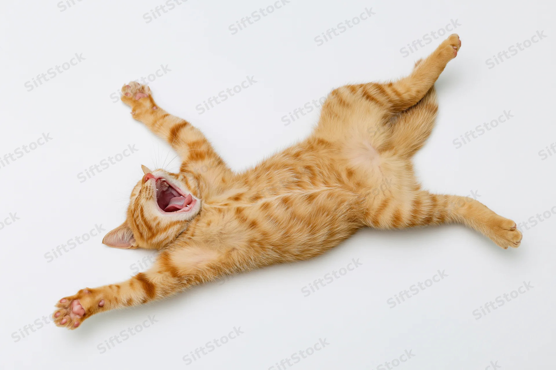 Young orange tabby cat lying on its back mid-stretch mouth open on white background