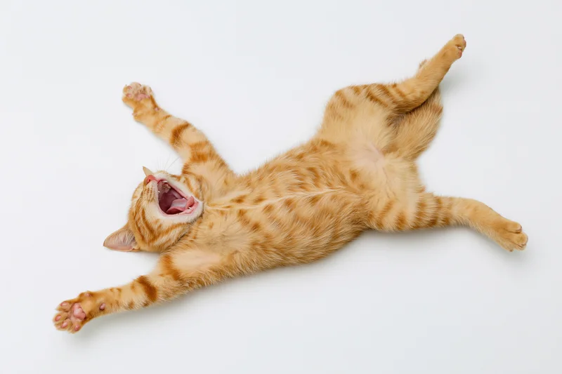 Young orange tabby cat lying on its back mid-stretch mouth open on white background