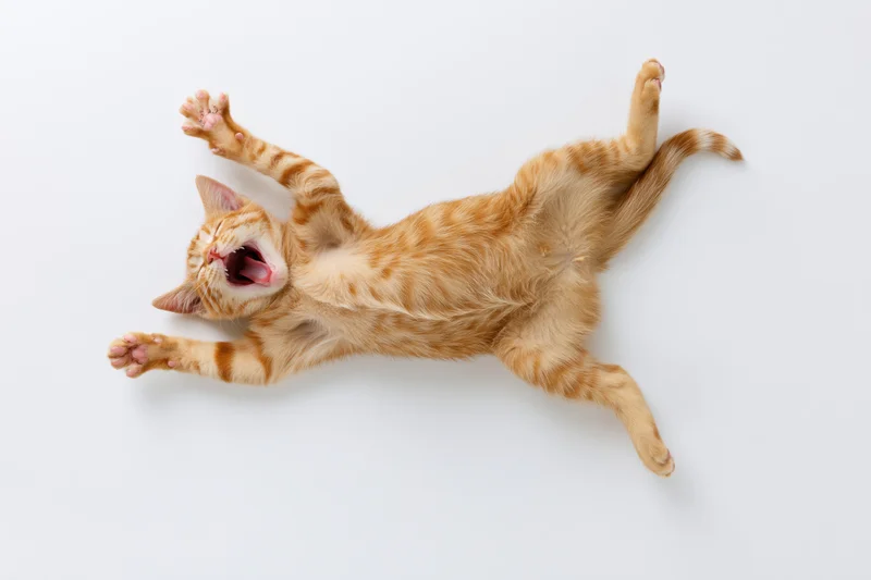 Young orange tabby cat lying on its back mid-stretch mouth open on white background