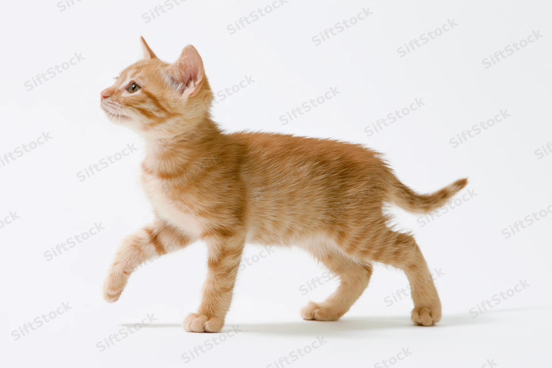 Young orange tabby kitten mid-stride with one front paw lifted and head raised against white background