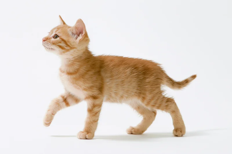 Young orange tabby kitten mid-stride with one front paw lifted and head raised against white background