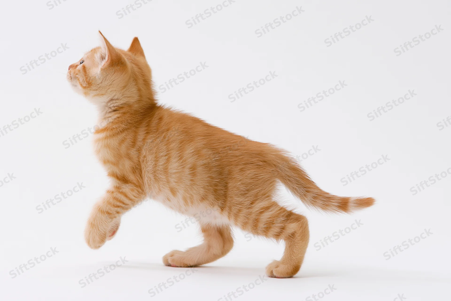 Young orange tabby kitten mid-stride with one front paw lifted and head raised against white background