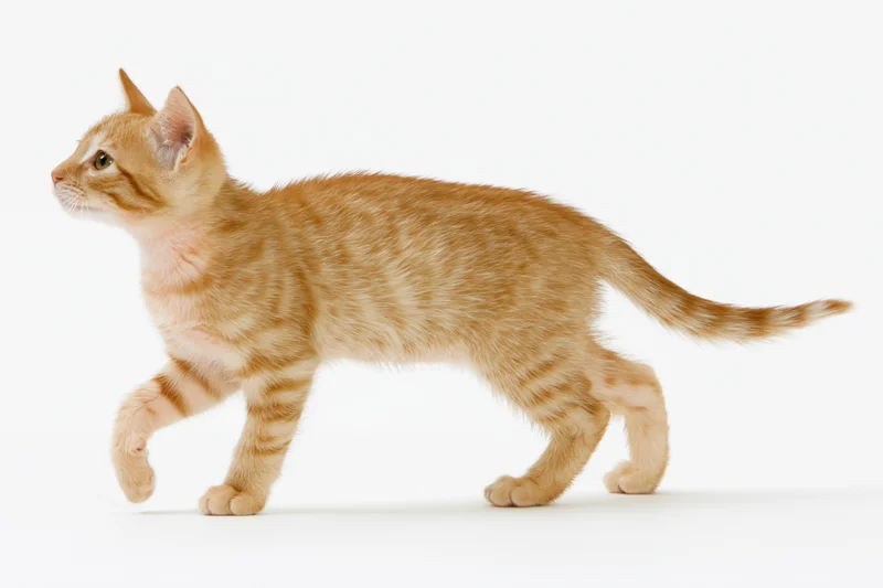 Young orange tabby kitten mid-stride with one front paw lifted against white background