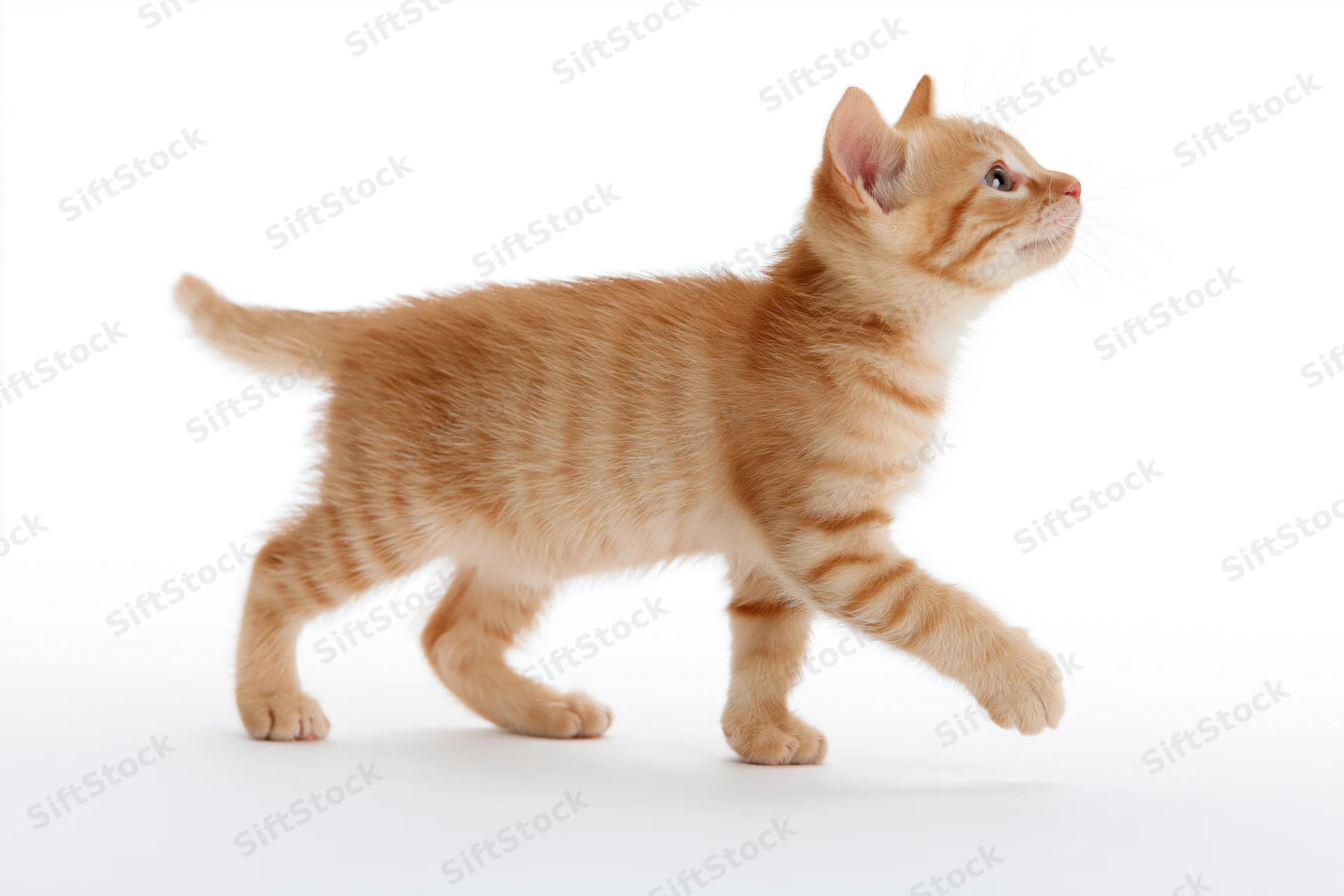 Young orange tabby kitten mid-stride with one front paw lifted against white background