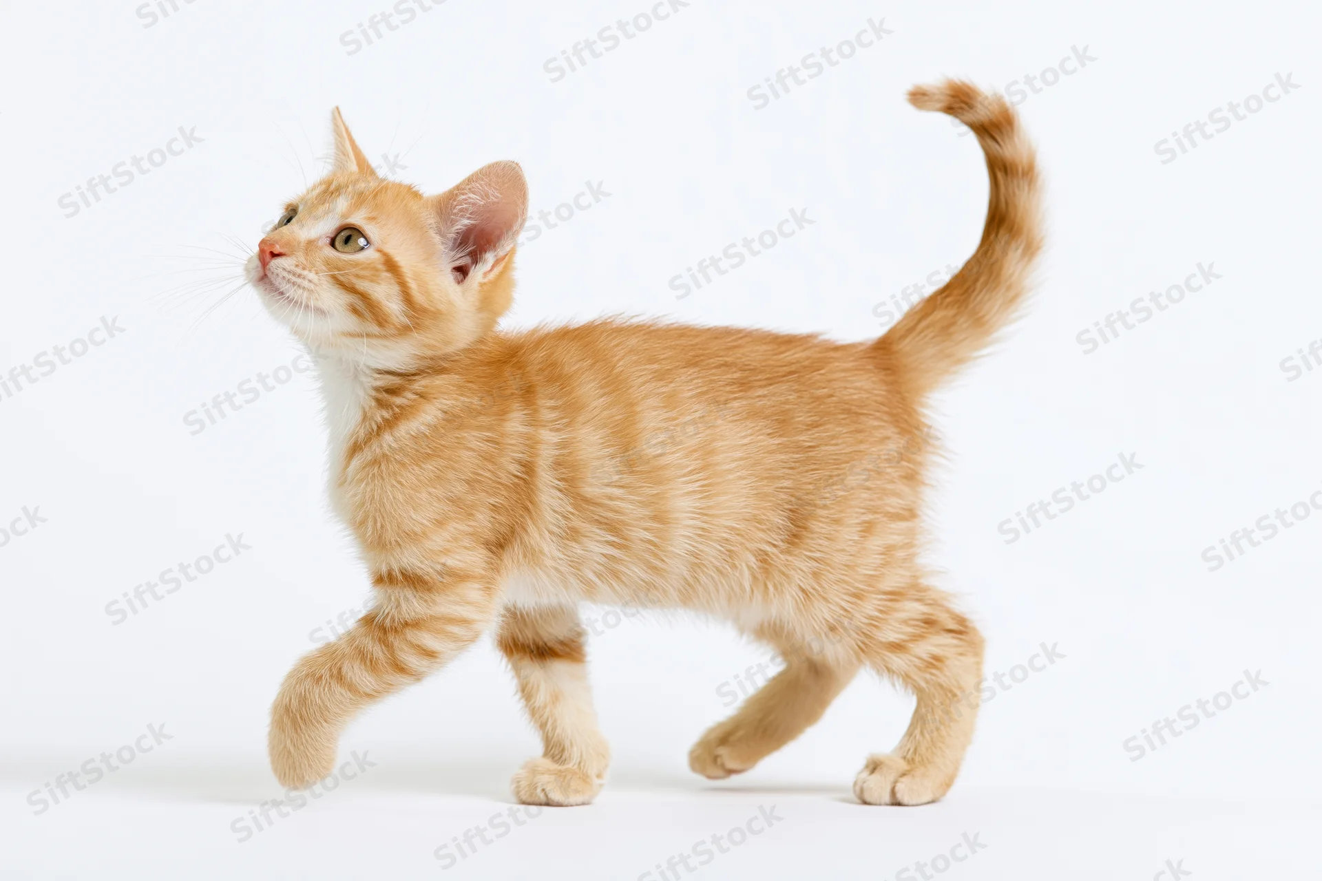 Young orange tabby kitten walking mid-stride with one front leg lifted on white background