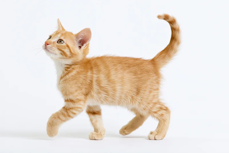 Young orange tabby kitten walking mid-stride with one front leg lifted on white background