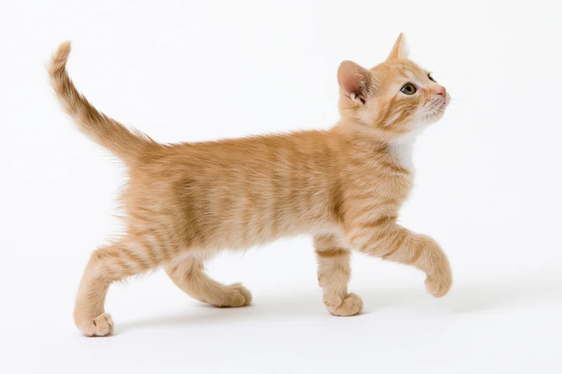 Young orange tabby kitten walking mid-stride with one front leg raised on white background