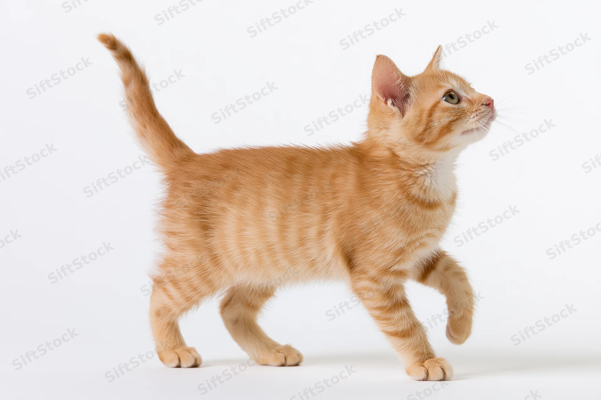 Young orange tabby kitten walking mid-stride with one front leg raised on white background