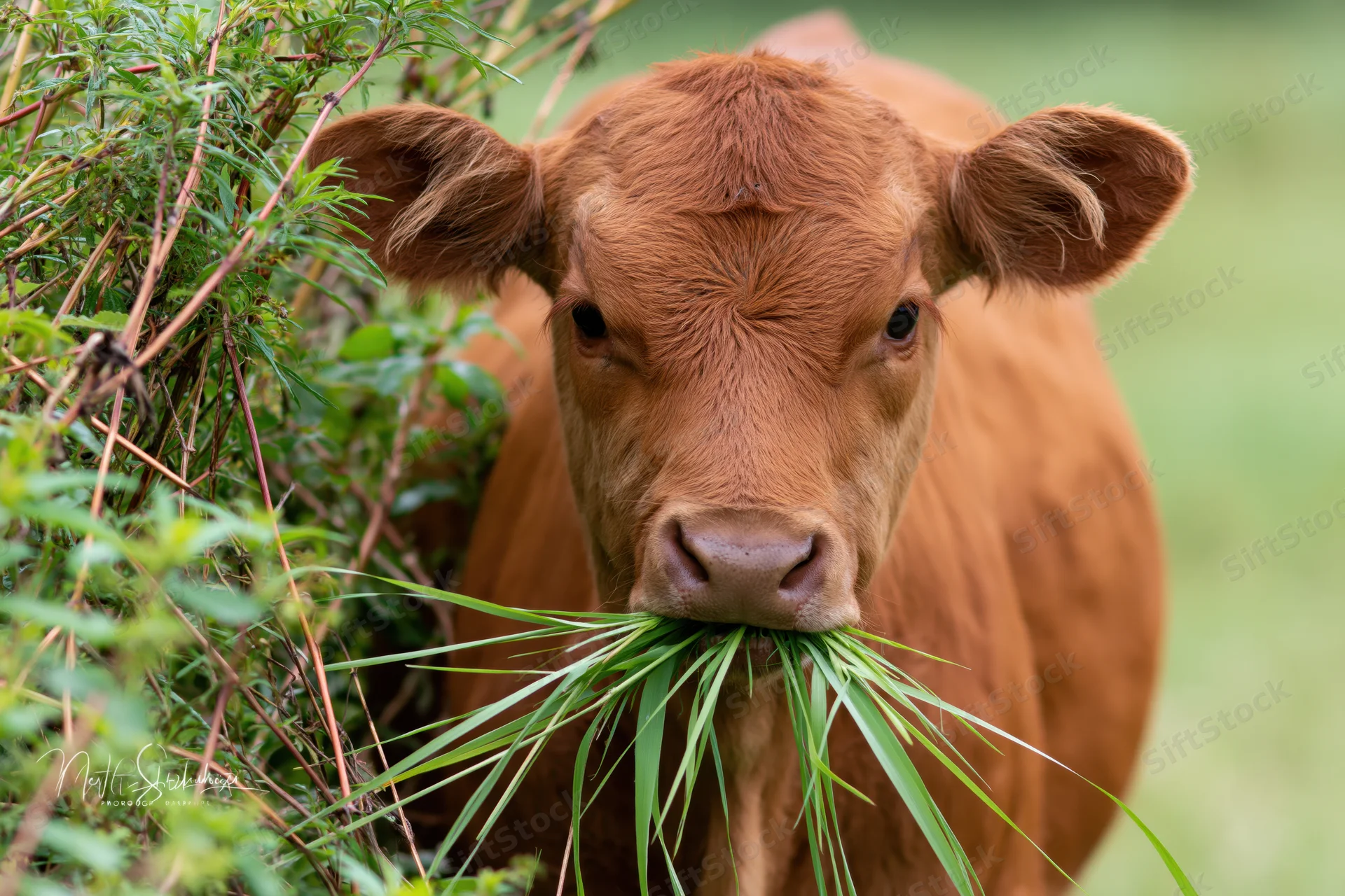 Young reddish-brown calf chewing a mouthful of long green grass in a pasture near shrubs