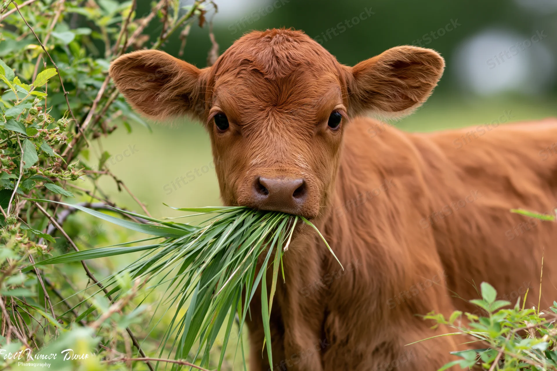 Young reddish-brown calf chewing a mouthful of long green grass in a pasture