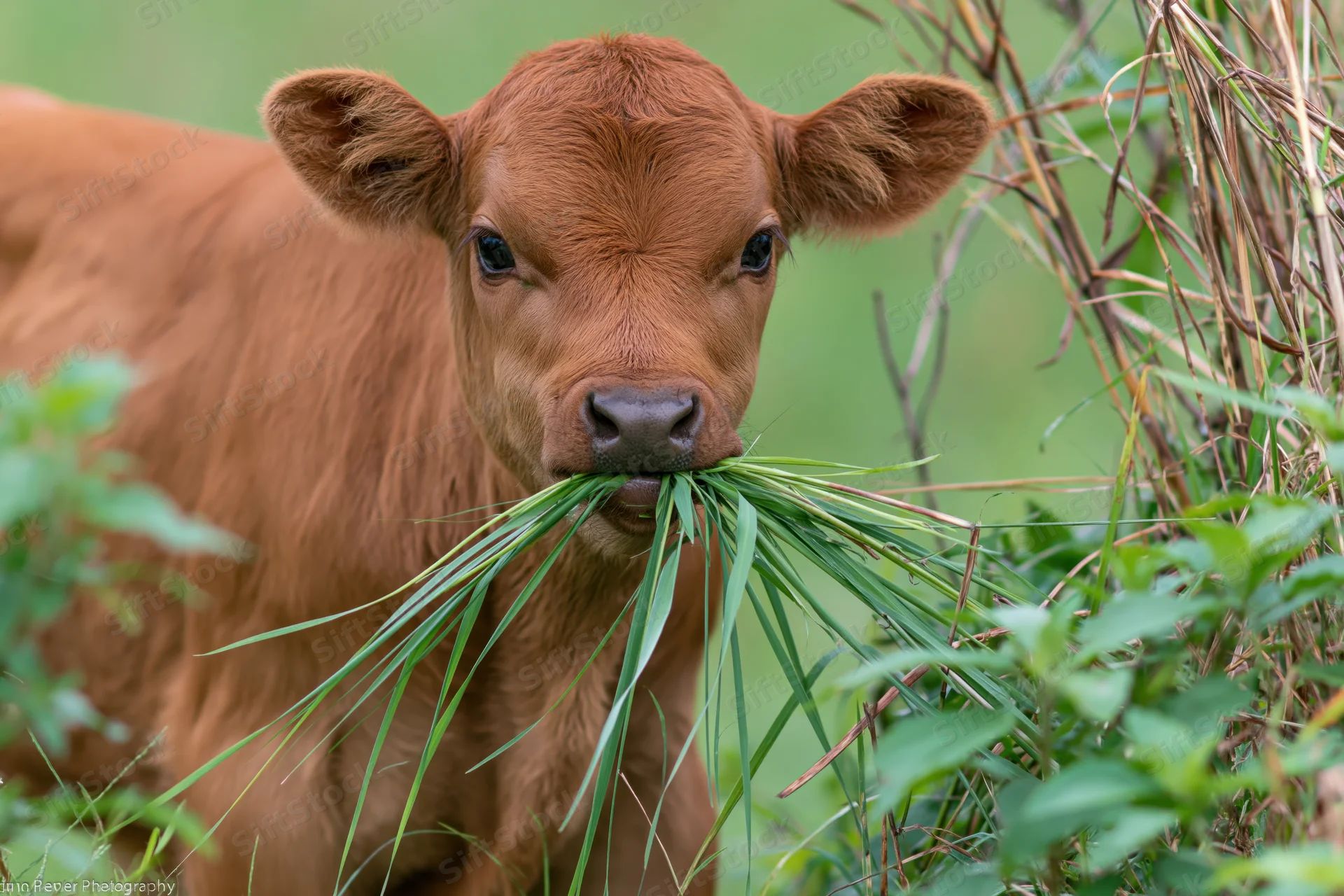 Young reddish-brown calf chewing a mouthful of long green grass in a pasture