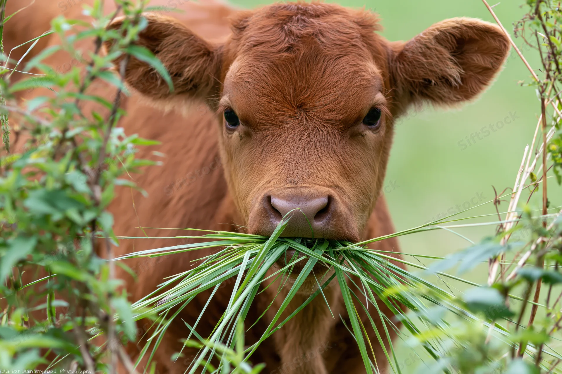 Young reddish-brown calf chewing a mouthful of long green grass in a pasture