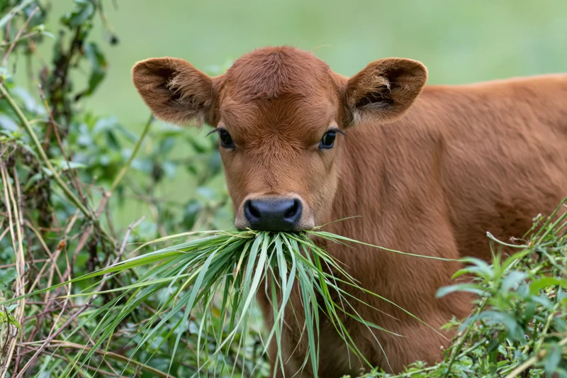 Young brown calf chewing long green grass in a pasture