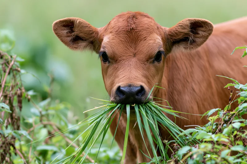Young reddish-brown calf chewing a mouthful of long green grass in a pasture