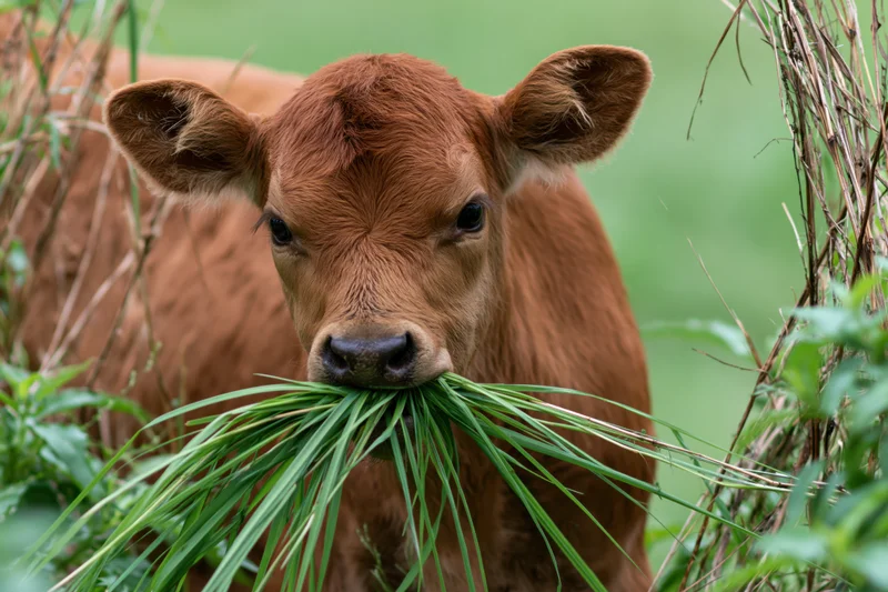 Young brown calf chewing a mouthful of long green grass in a pasture