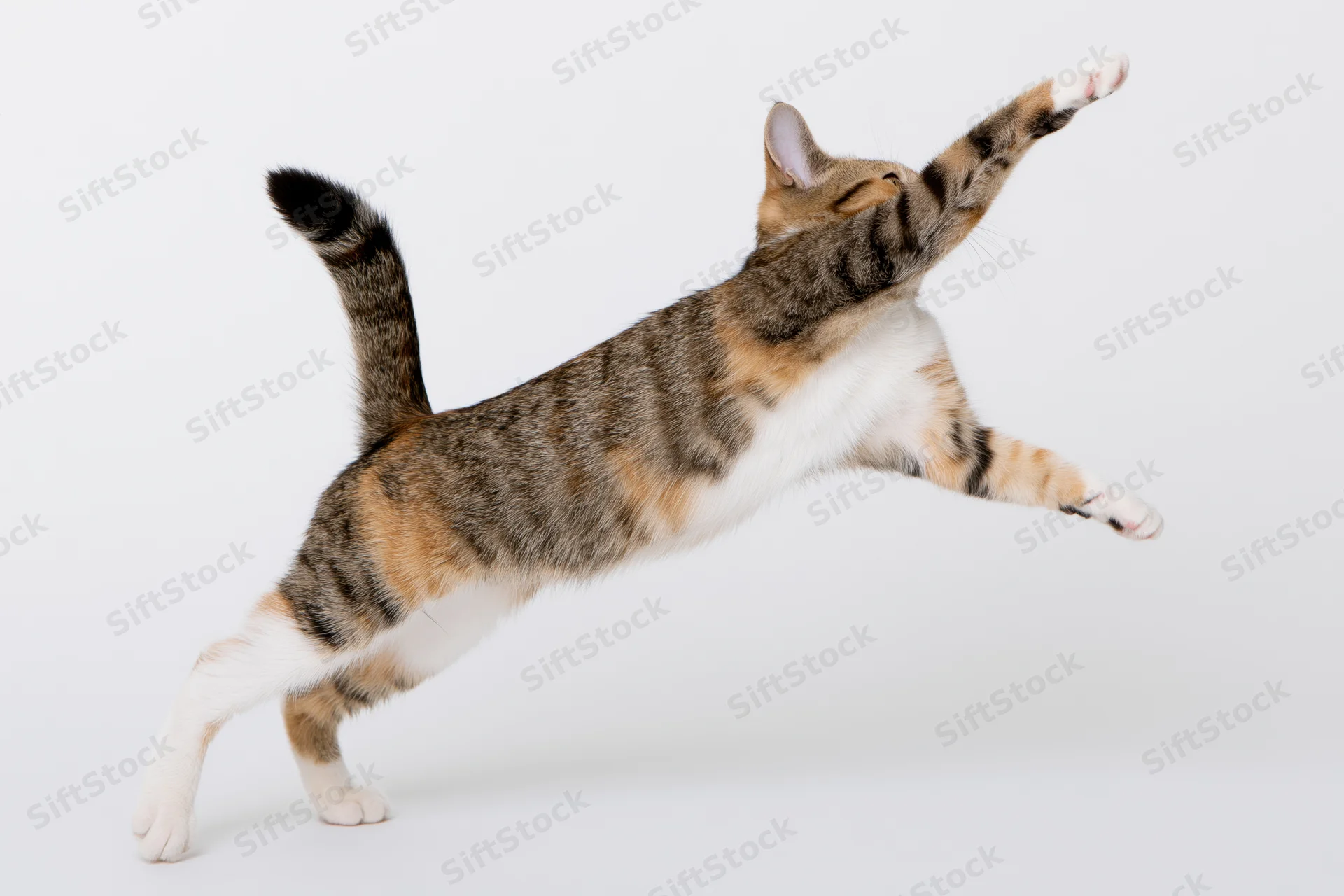 Young tabby calico kitten mid-leap in full body stretch against white background