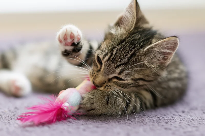 Young tabby kitten playing with a feather toy on a soft lavender carpet