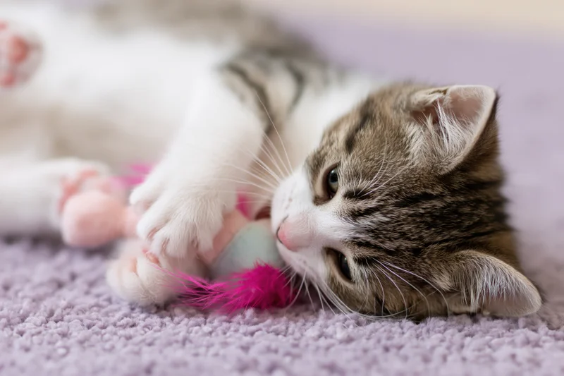 Young tabby kitten lying on its side on a soft lavender carpet playing with a pink feather toy