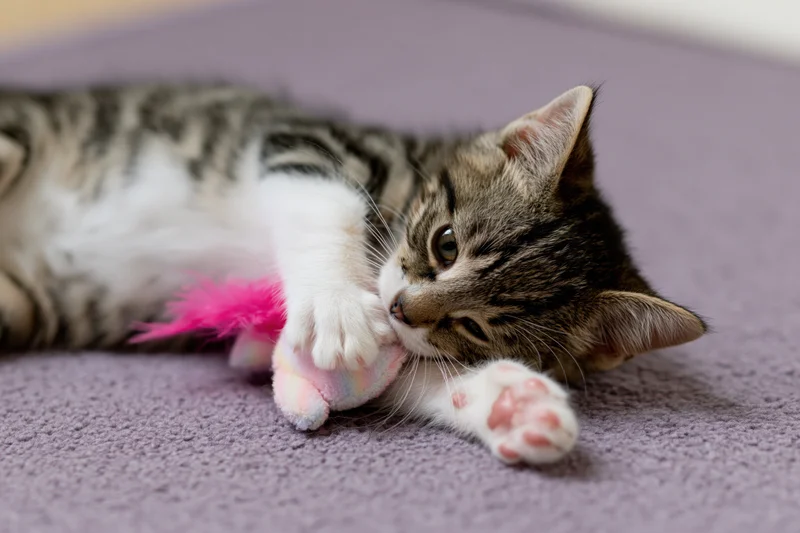 Young tabby kitten lying on its side playing with a pink feather toy on a soft lavender carpet