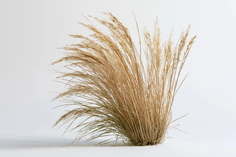 A clump of dry ornamental grass with tall wispy seed heads arranged on a white surface