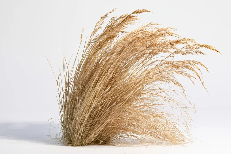 A clump of dry ornamental grass with tall wispy seed heads arranged on a white background