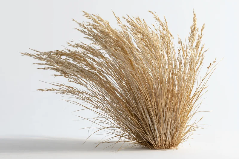 Clump of dry ornamental grass with tall wispy seed heads on white background