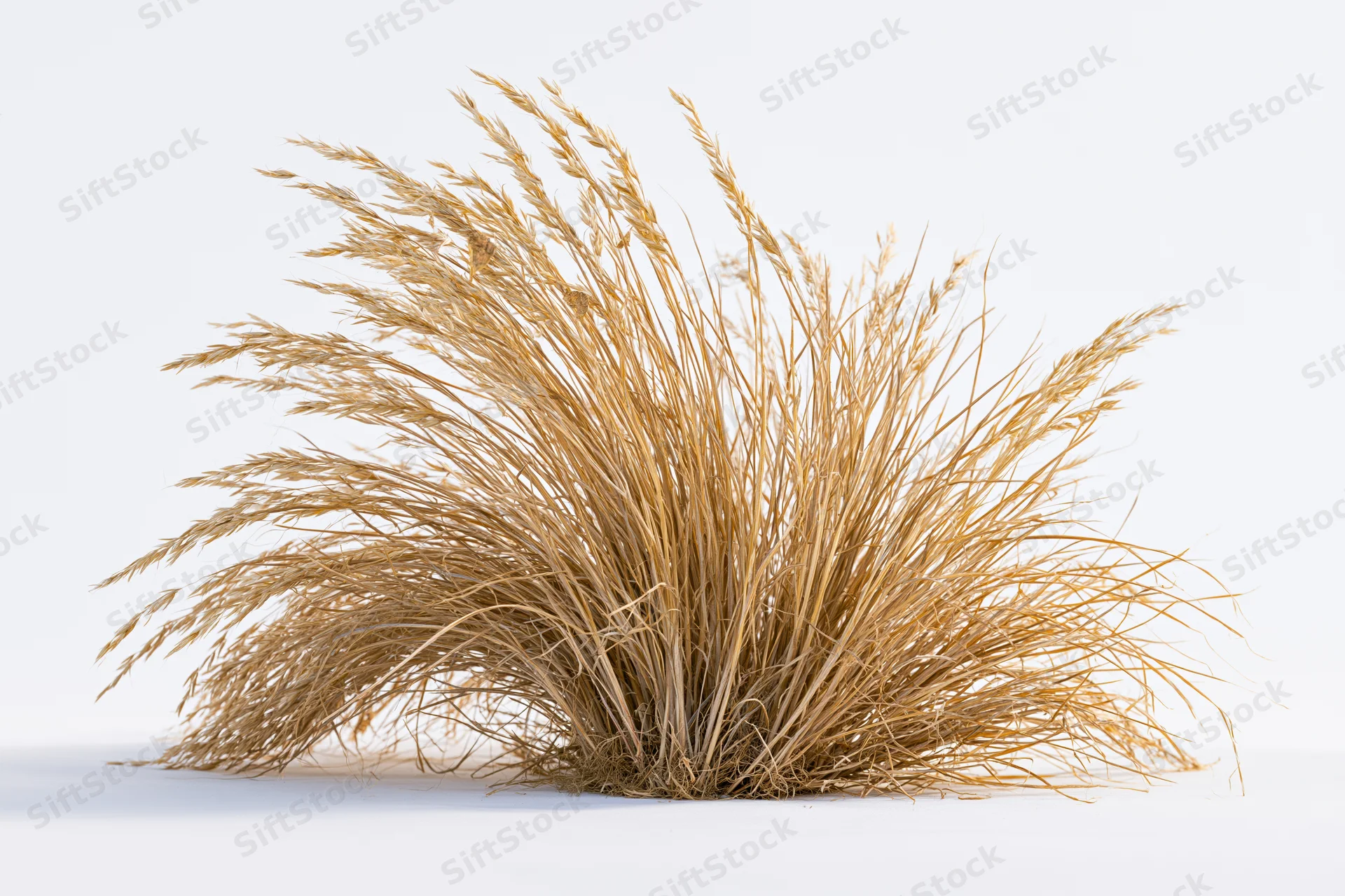 A clump of dry ornamental grass with tall wispy seed heads arranged on a white surface