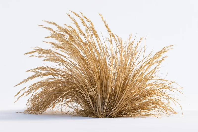 A clump of dry ornamental grass with tall wispy seed heads arranged on a white surface