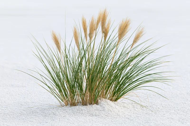 Clump of dune grass with tall seed heads growing in white sand on a beach