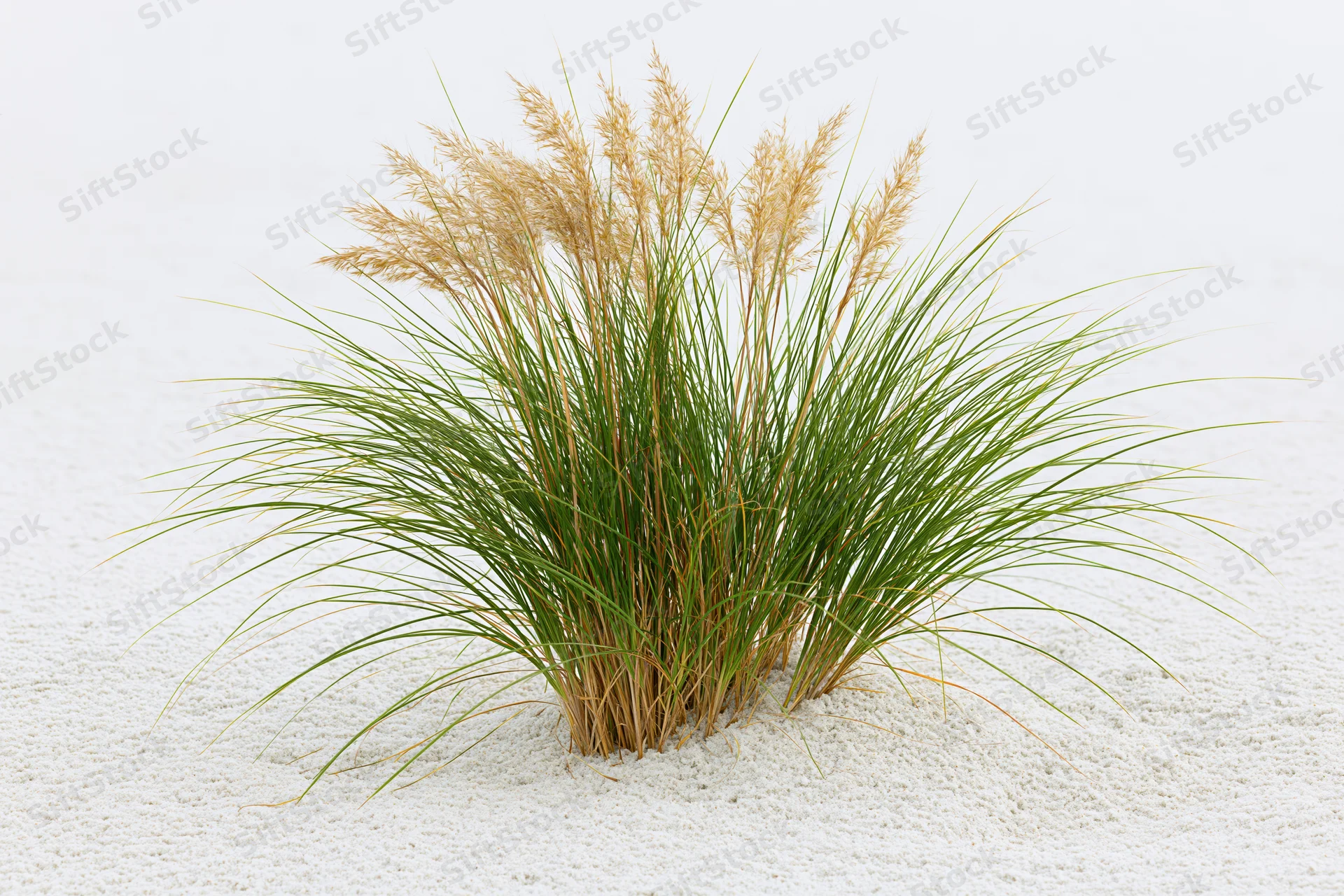 Clump of dune grass with tall seed heads growing in white sand
