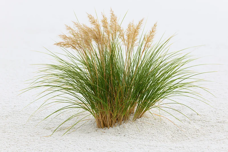 Clump of dune grass with tall seed heads growing in white sand