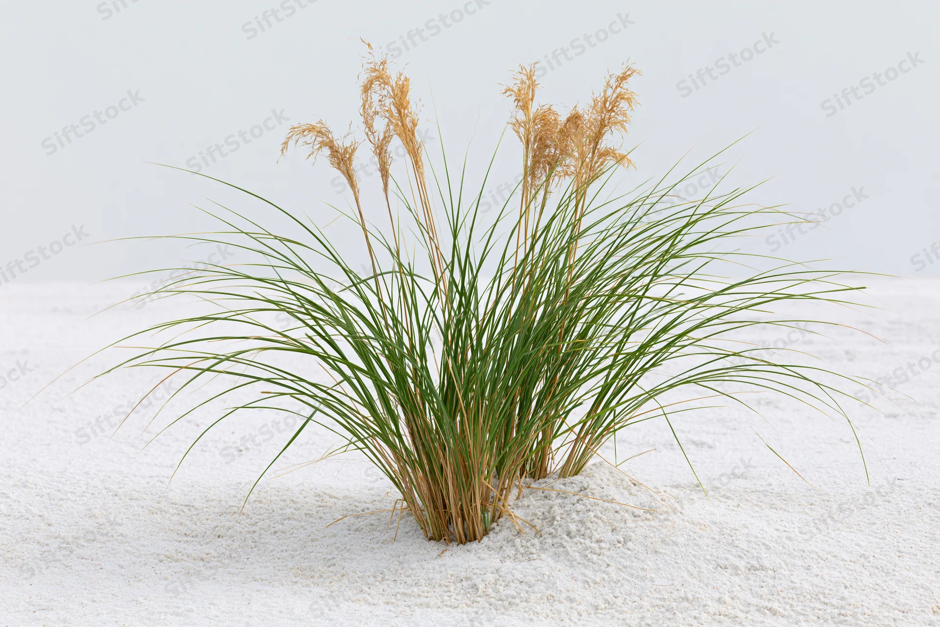 Clump of dune grass with tall seed heads growing in white sand